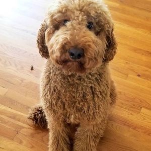 Meet your Posher, Rosie